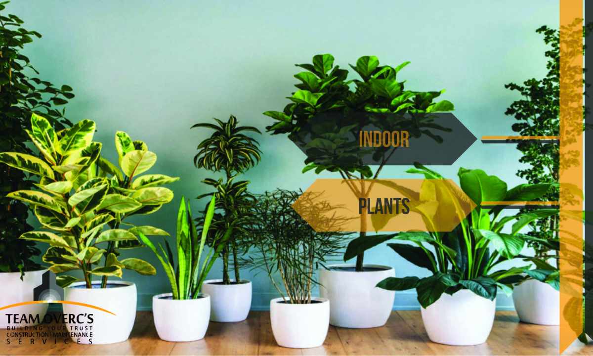 How to learn the name of houseplant