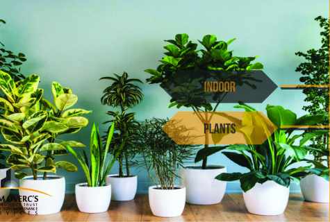 How to learn the name of houseplant