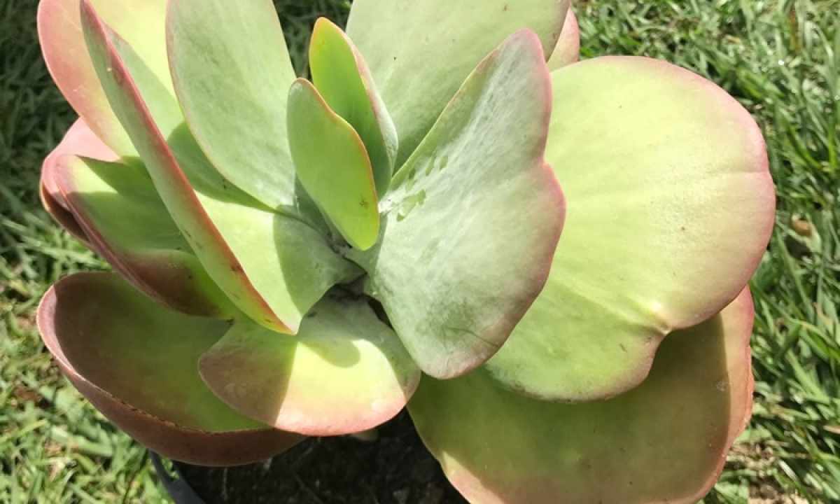 How to replace kalanchoe