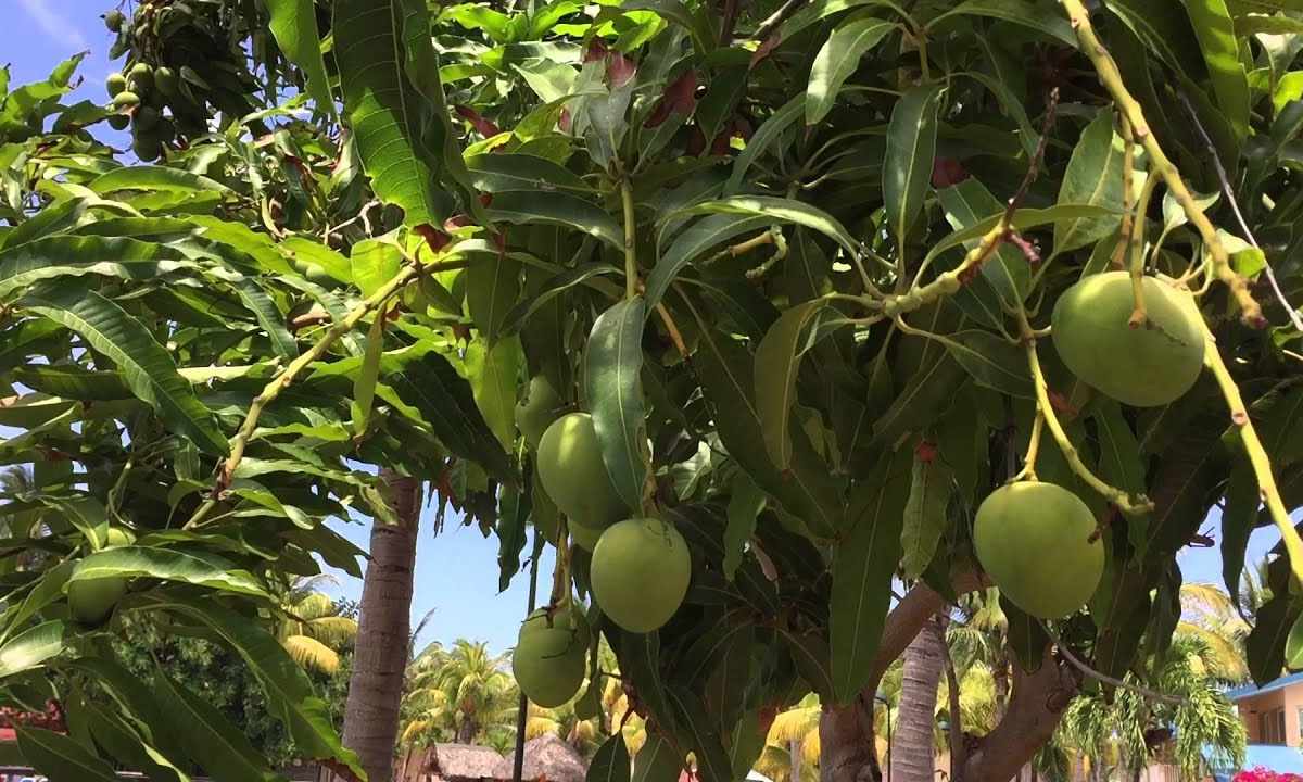 How to grow up mango from stone