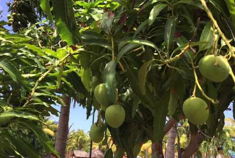 How to grow up mango from stone