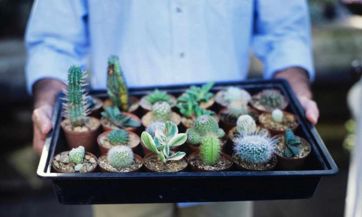How to grow up cacti