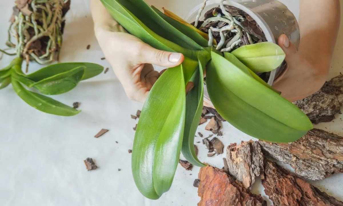 How to replace orchids