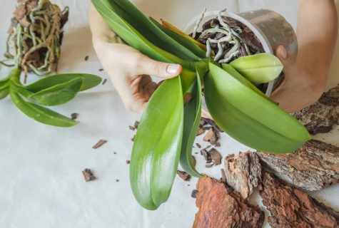 How to replace orchids