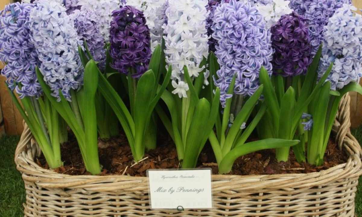 How to replace hyacinth
