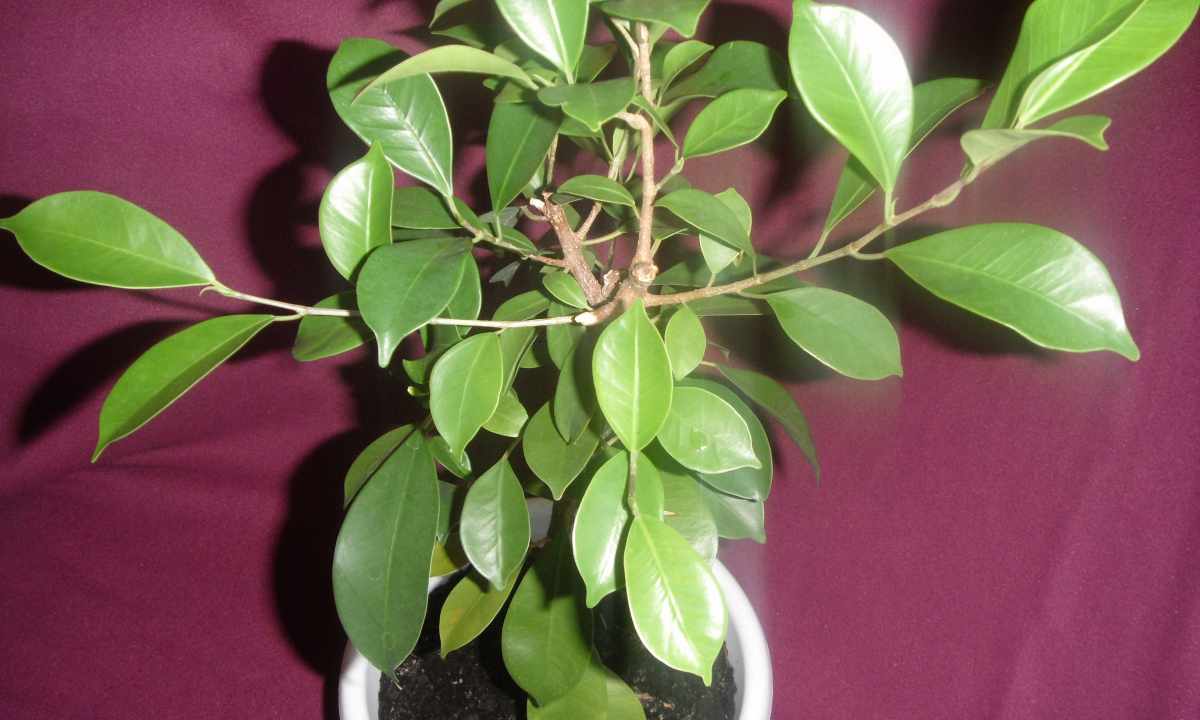 How to recover ficus