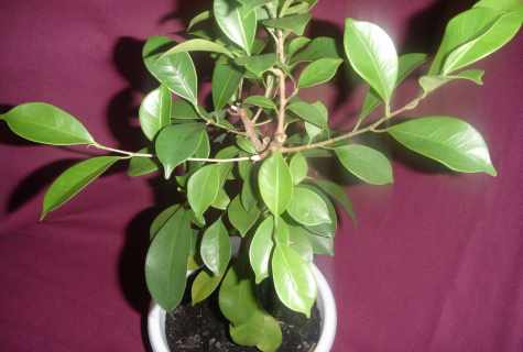 How to recover ficus
