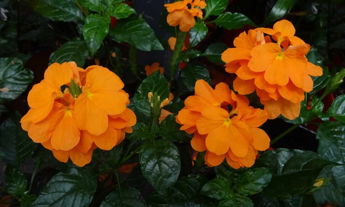 Crossandra: how to take care of flower in house conditions