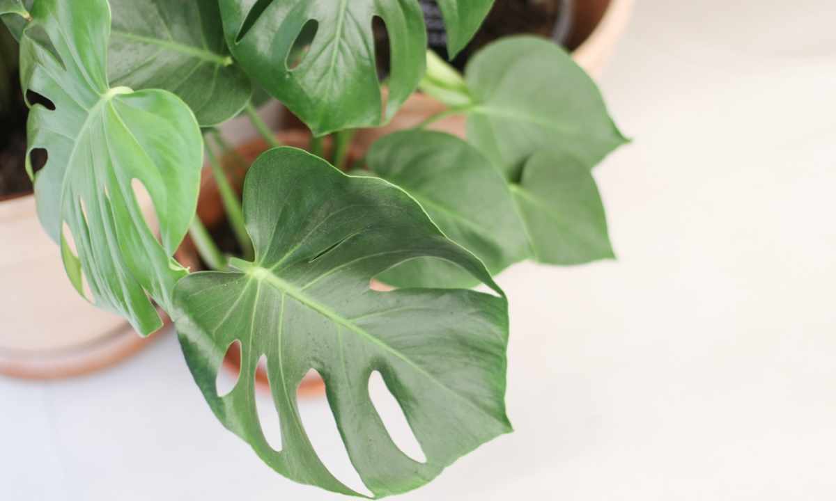How to transplant monstera