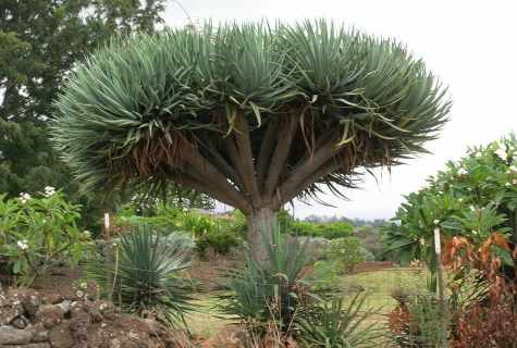 How to water dragon tree