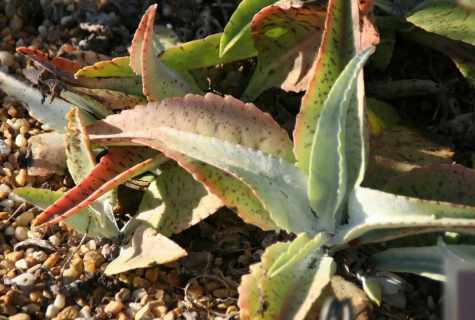 How to look after kalanchoe