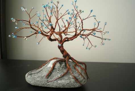 How to make tree bonsai