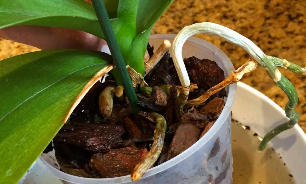 How to fertilize orchids
