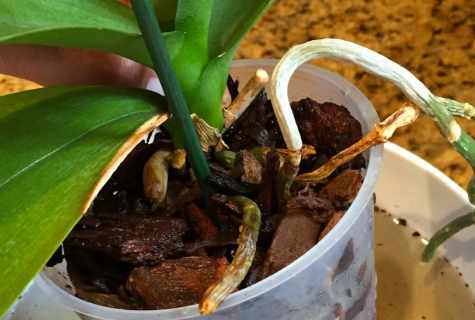 How to fertilize orchids