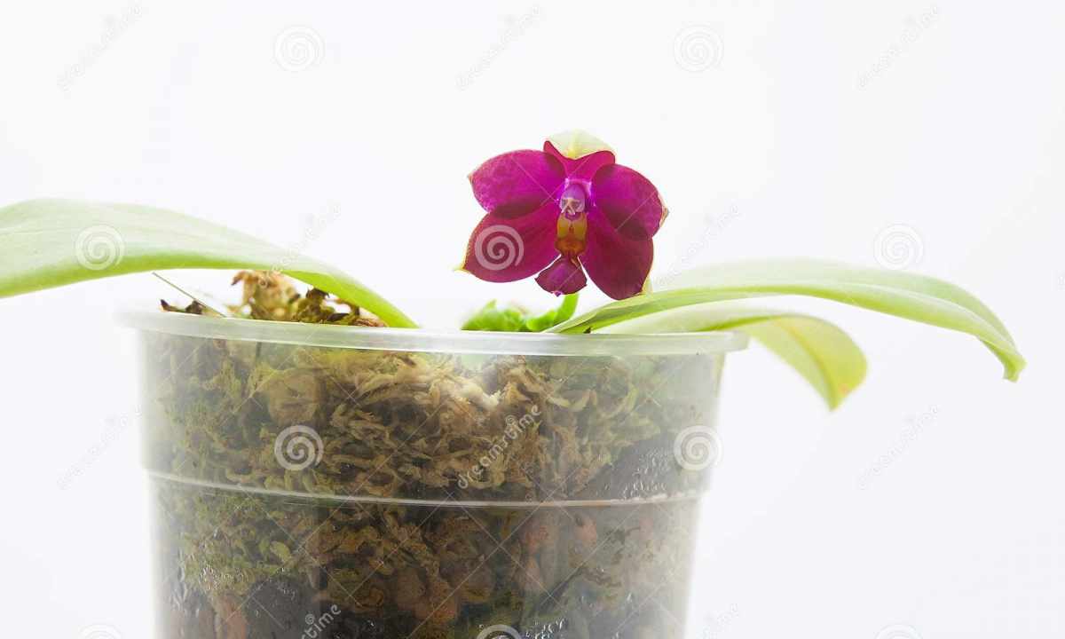 Why the orchid in house conditions does not blossom
