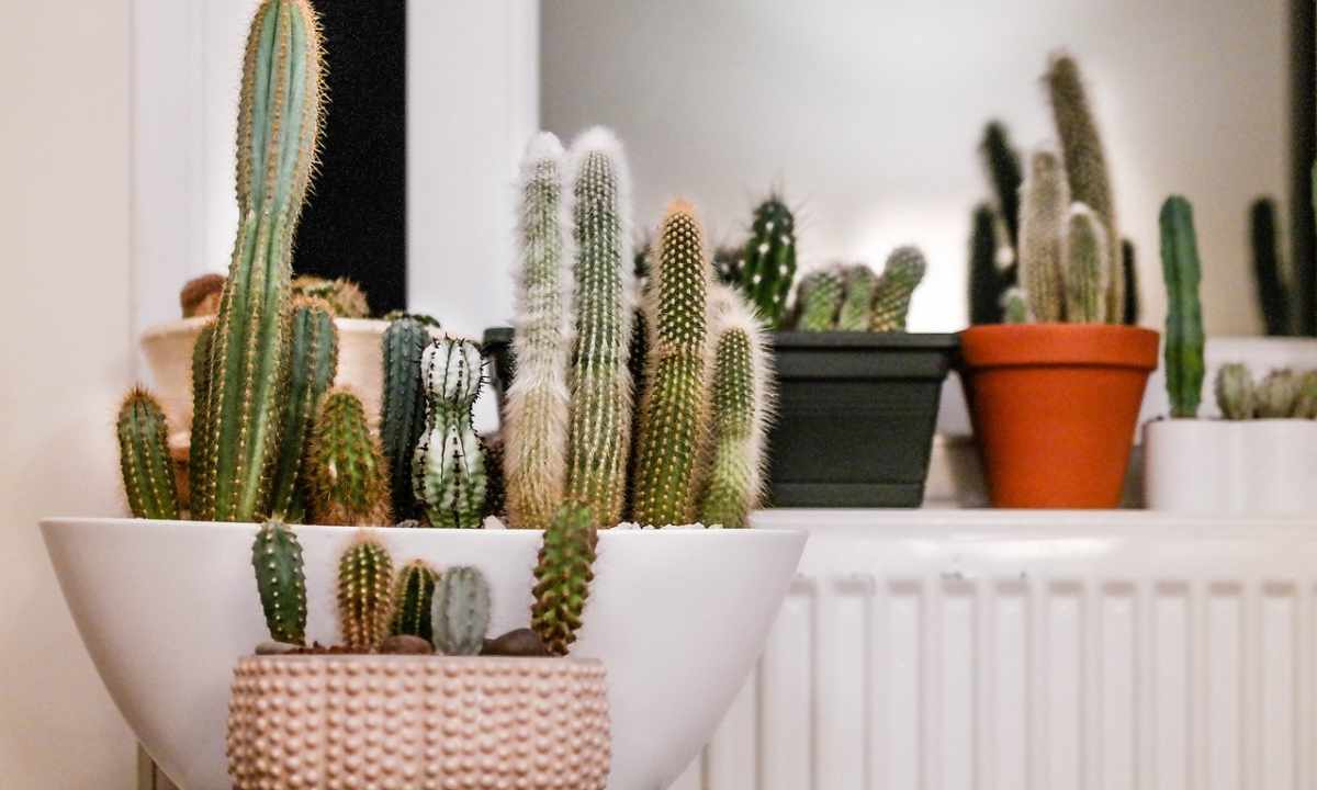 How to seat cacti