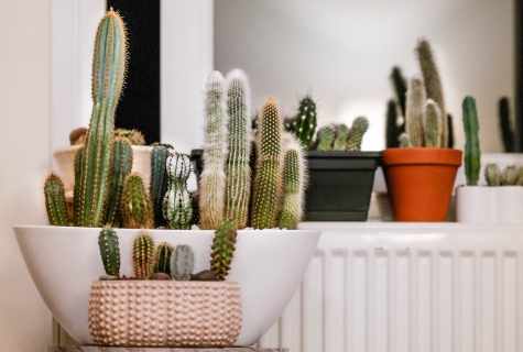 How to seat cacti