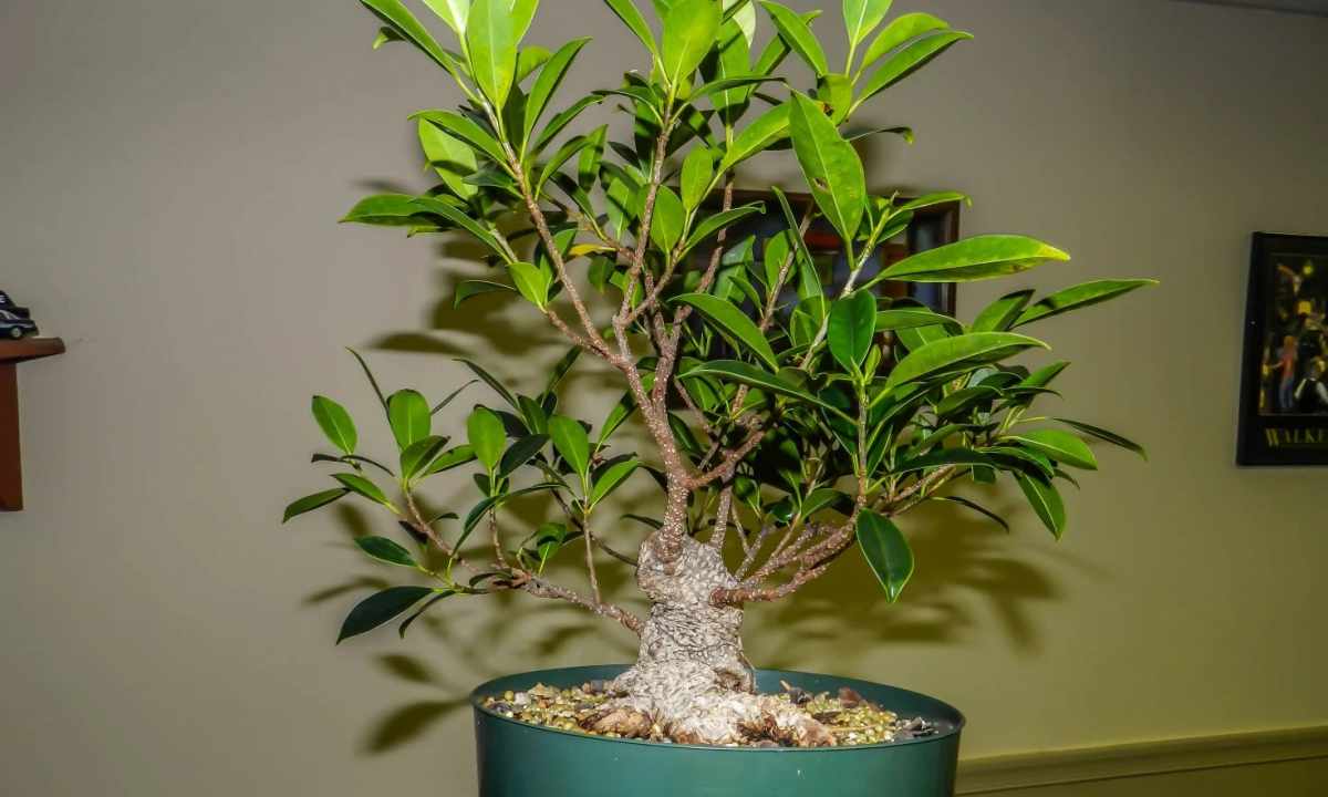 How to replace ficus