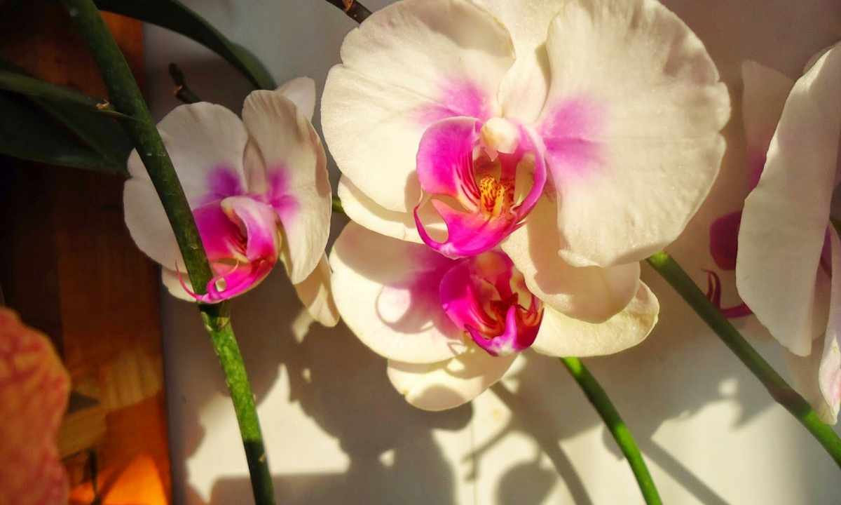 How to replace phalaenopsis