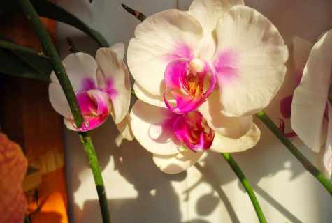How to replace phalaenopsis