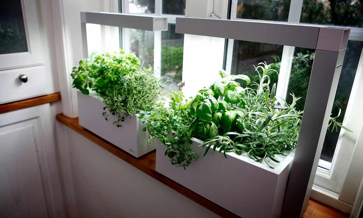 How to grow up greens on windowsill