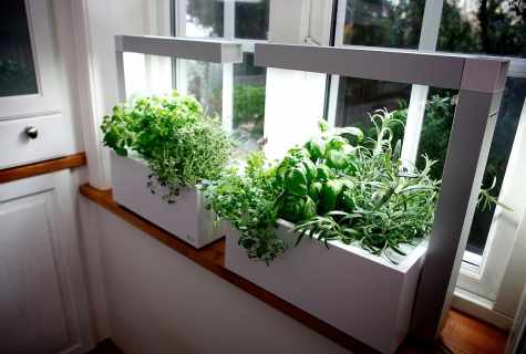 How to grow up greens on windowsill