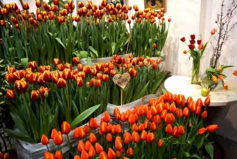 Cultivation of tulips in house conditions: now boarding