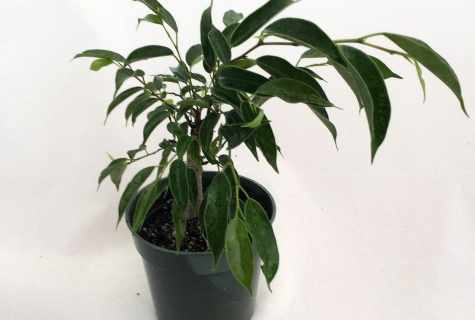 Benjamin's ficus: care in house conditions