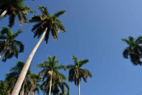 How to save palm tree