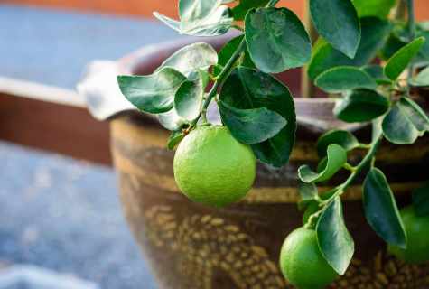 How to grow up lime