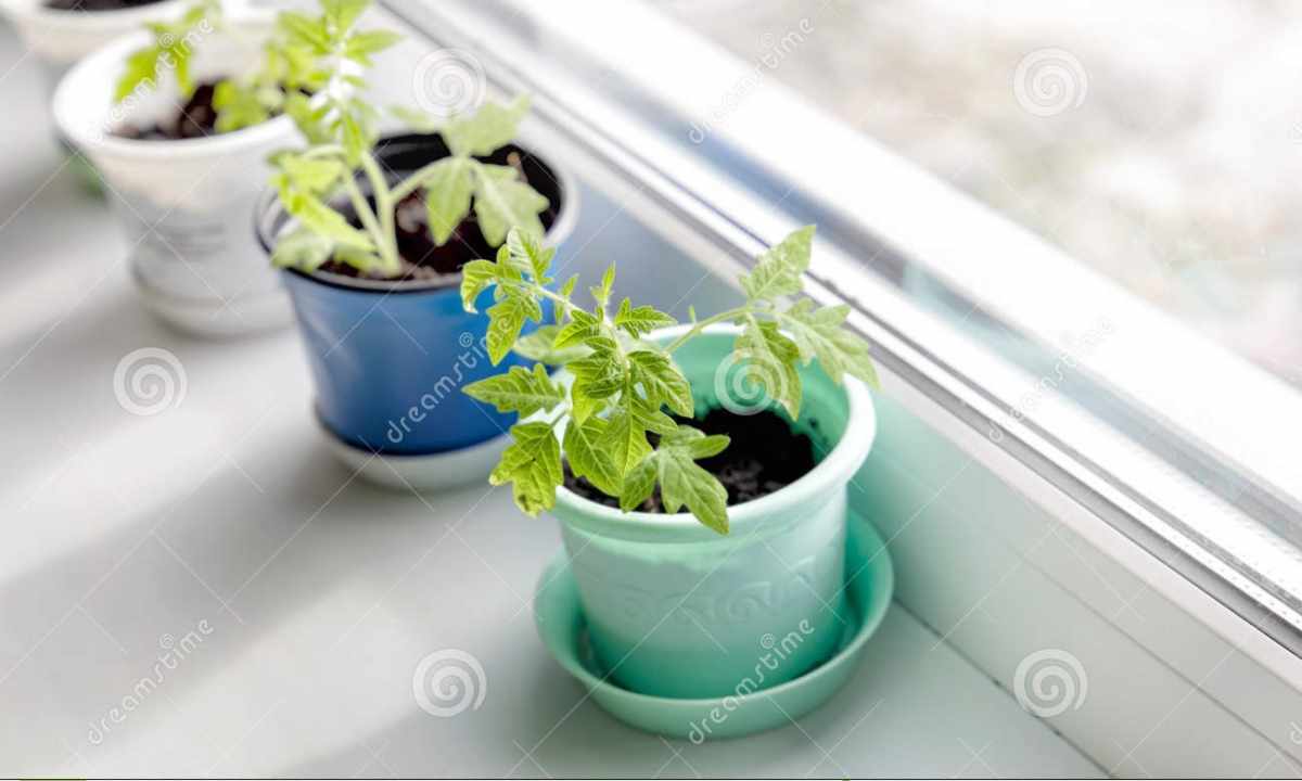 How to grow up tomato on windowsill