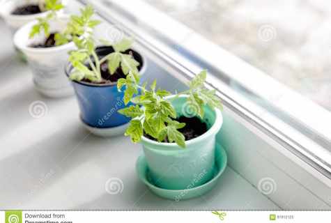 How to grow up tomato on windowsill