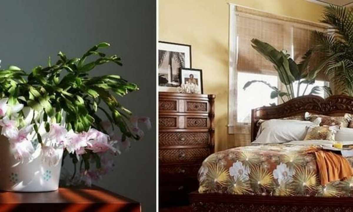 What flowers to put in the bedroom