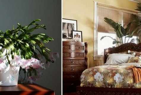 What flowers to put in the bedroom