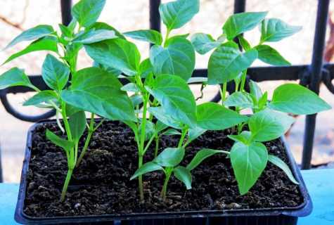 How to grow up house pepper