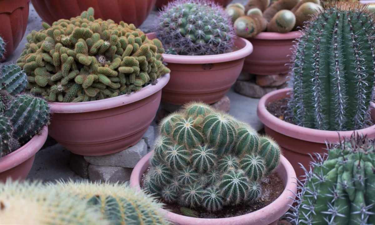 How to impart cactus
