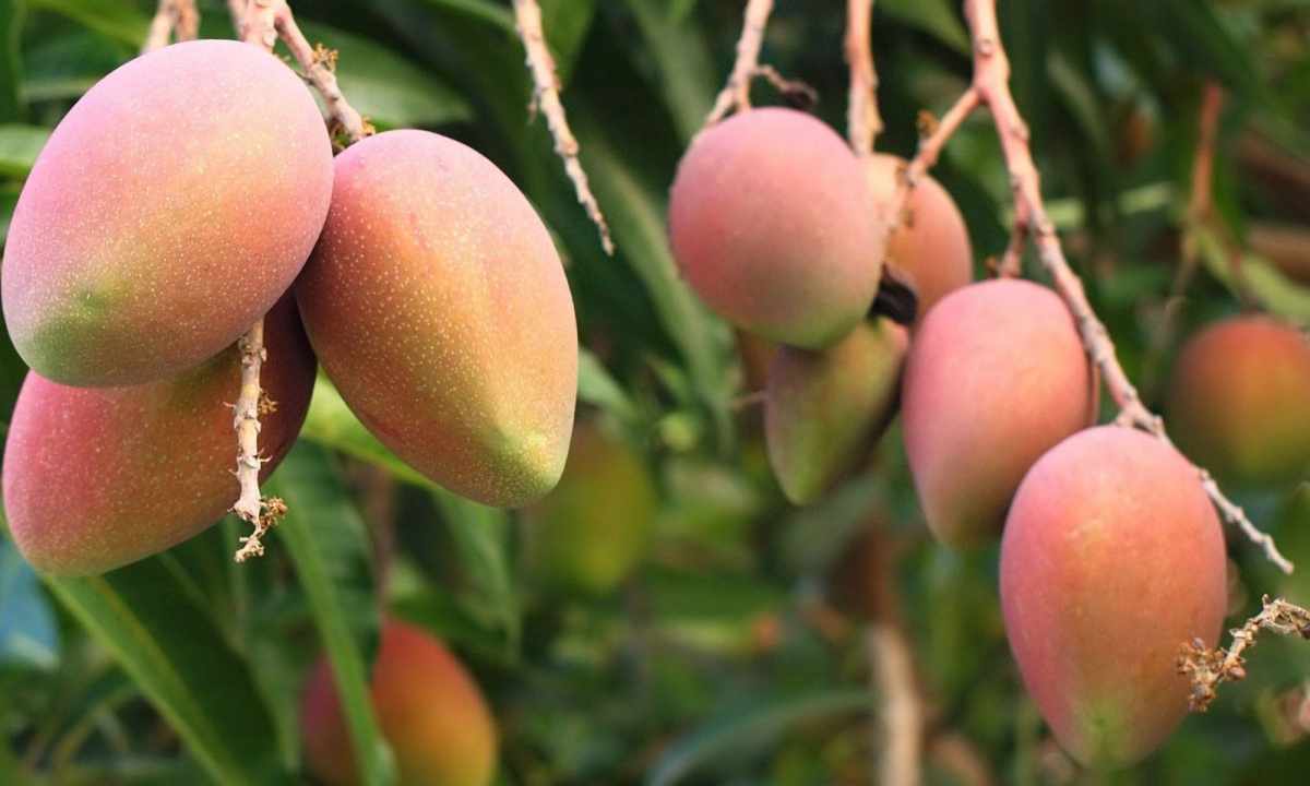 Mango: how to grow up tropical fruit