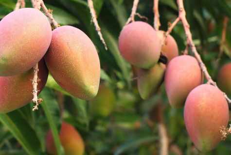 Mango: how to grow up tropical fruit