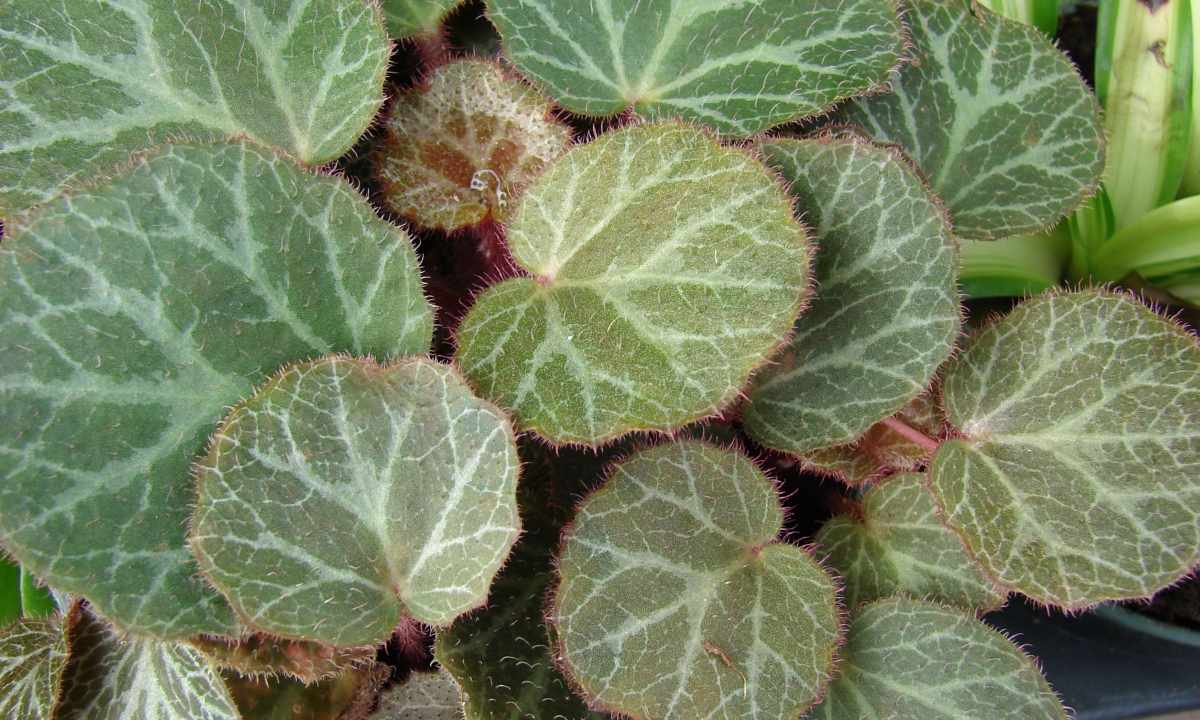 How to plant begonia