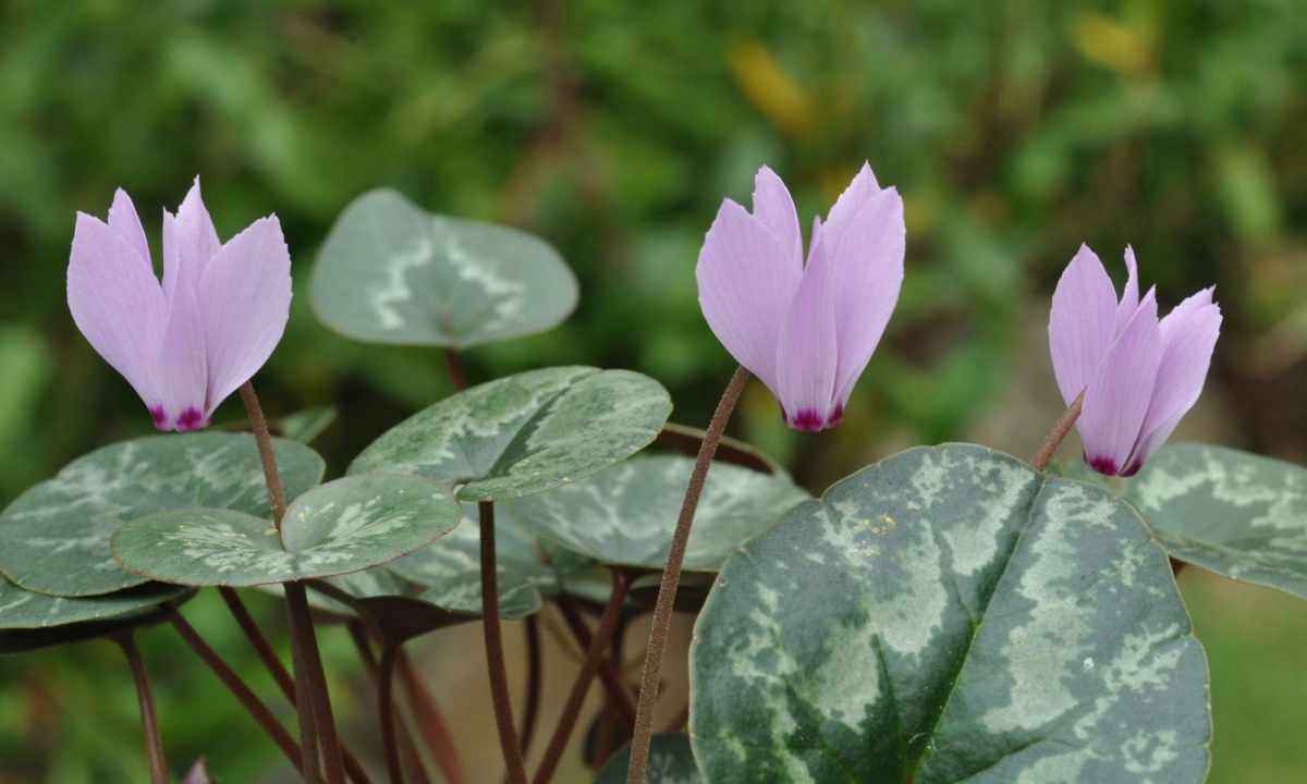 How to multiply cyclamen
