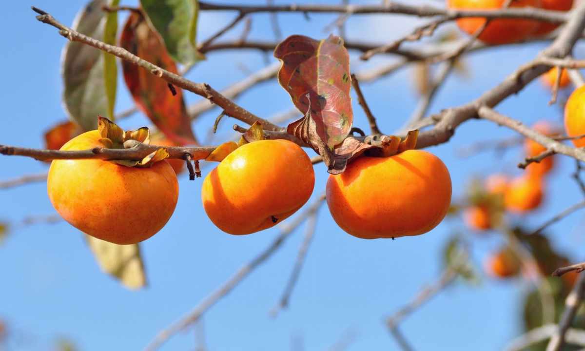 How to grow up persimmon from stone