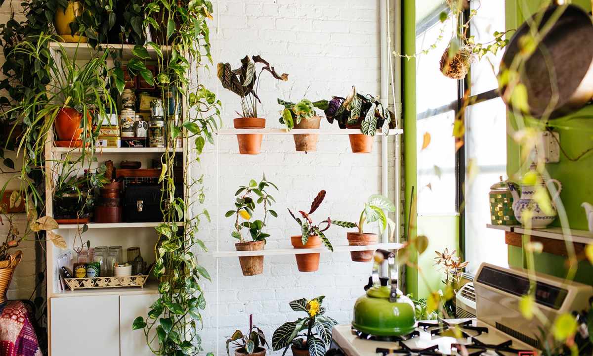 As it is correct to place plants in the apartment