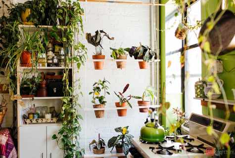As it is correct to place plants in the apartment