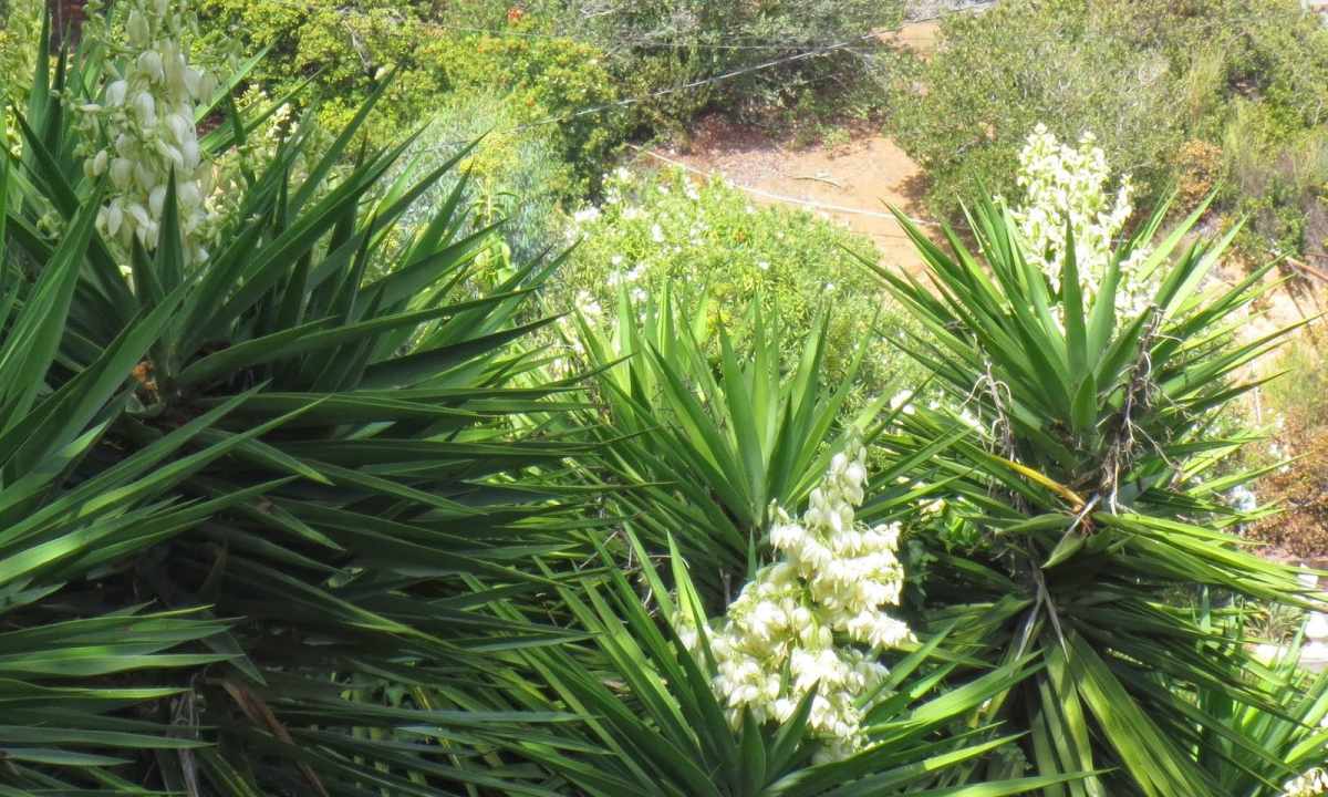 How to multiply yucca