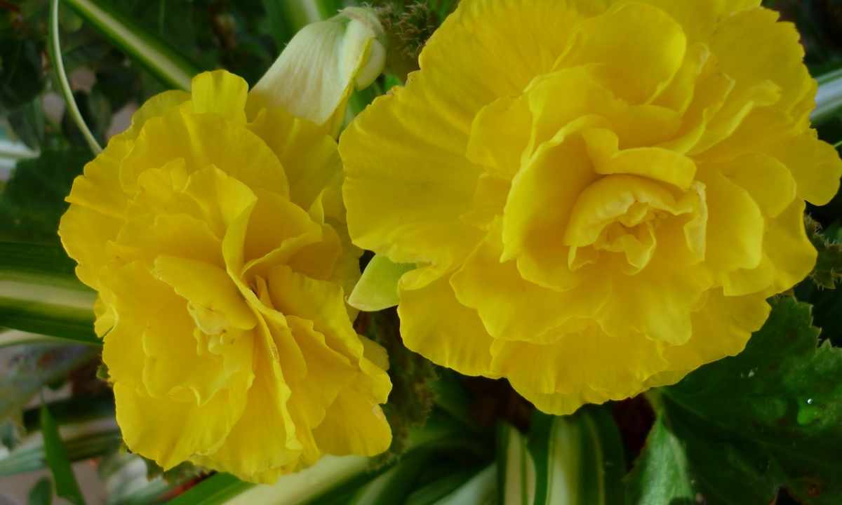How to grow up tuberous begonia