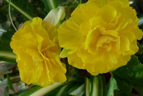 How to grow up tuberous begonia