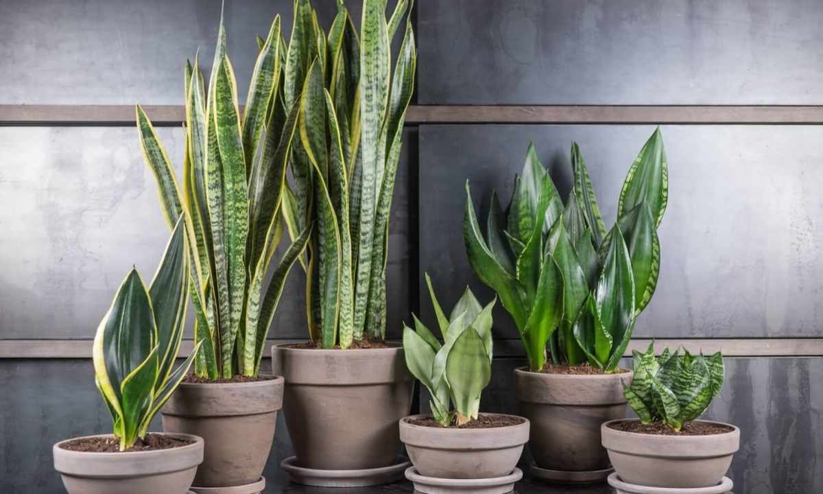 5 resistant and unpretentious houseplants
