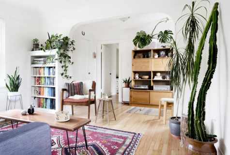 Plants in interior - way to eccentricity and cosiness
