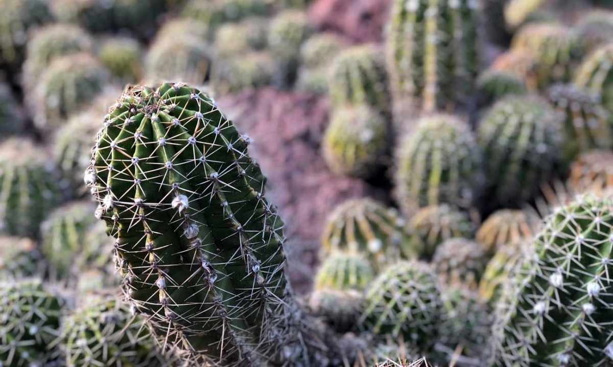 How to save cactus