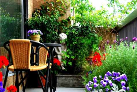 What flowers it is better to plant on the balcony